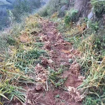 姜粉