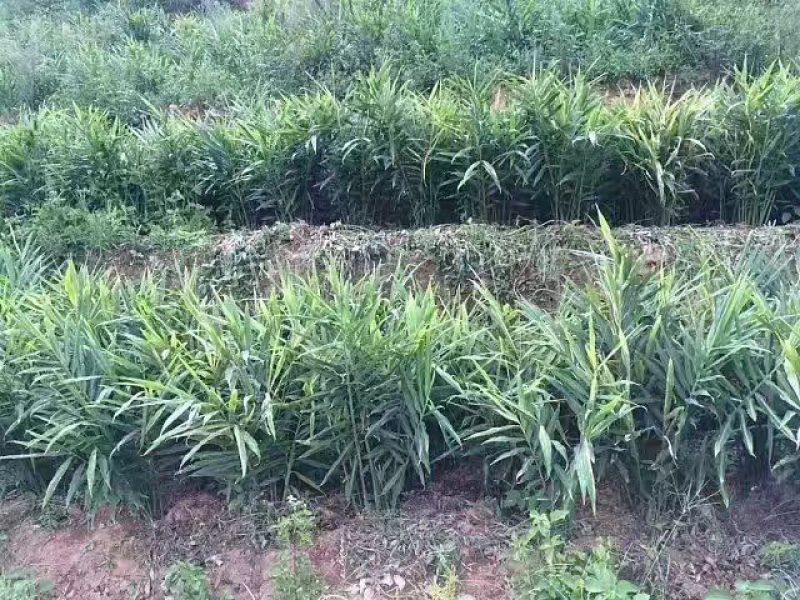姜粉