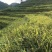 姜粉