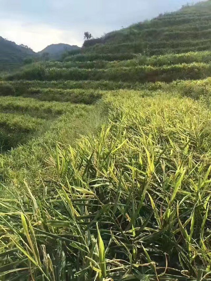 姜粉
