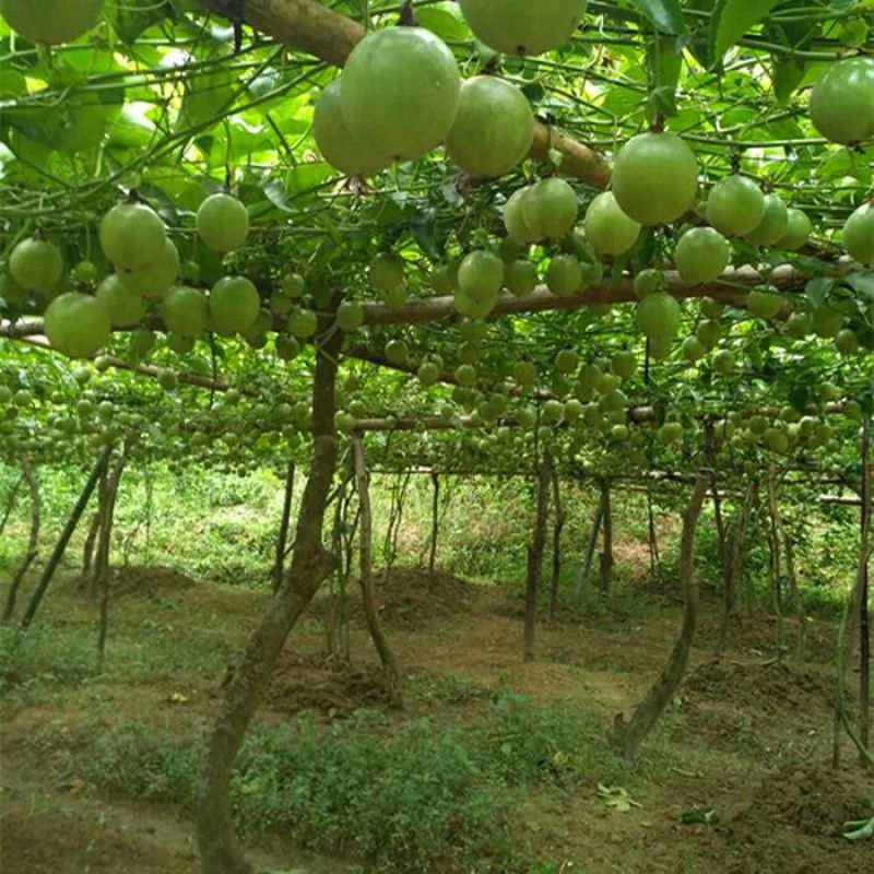 百香果苗10~20cm