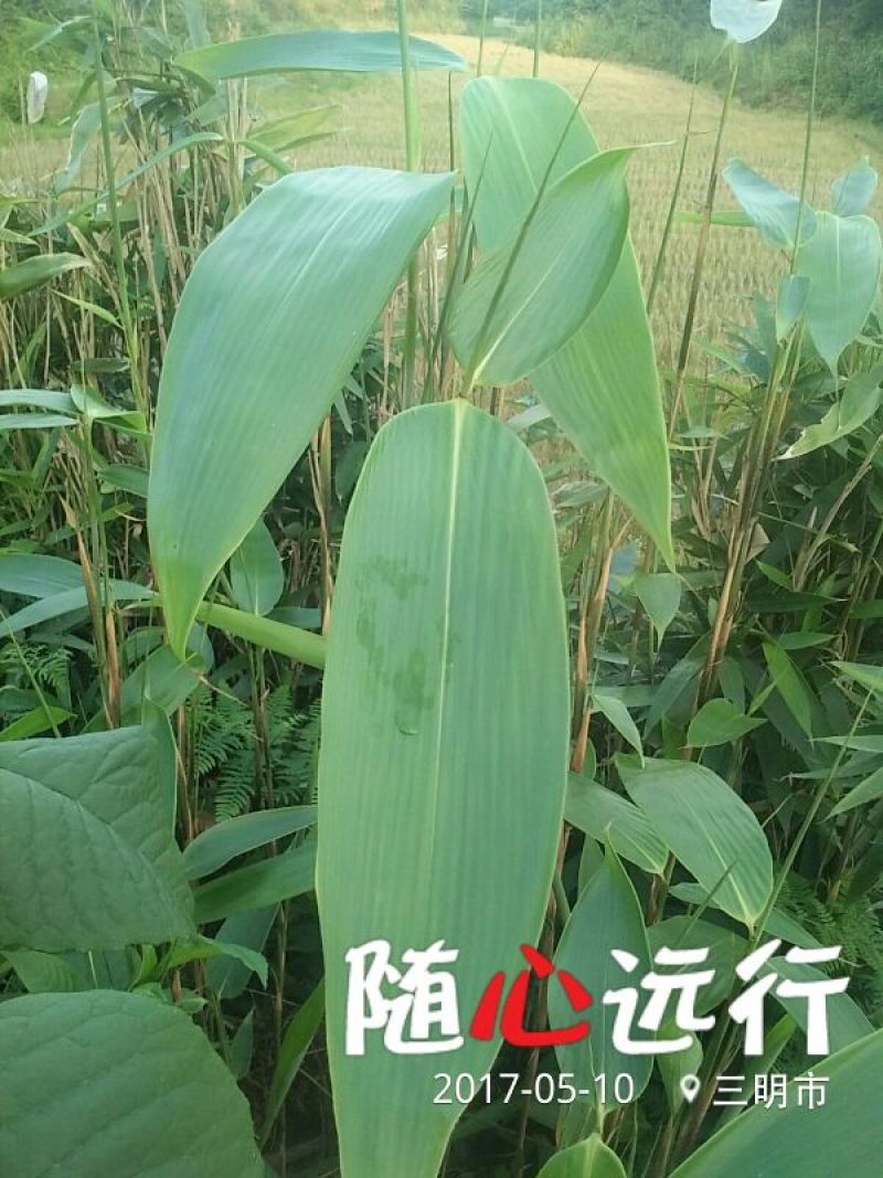 粽叶
