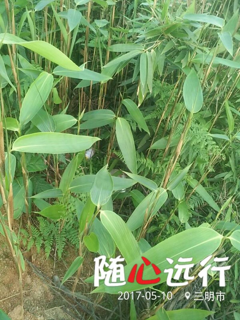 粽叶