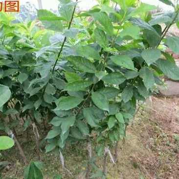 李子树苗50~100cm