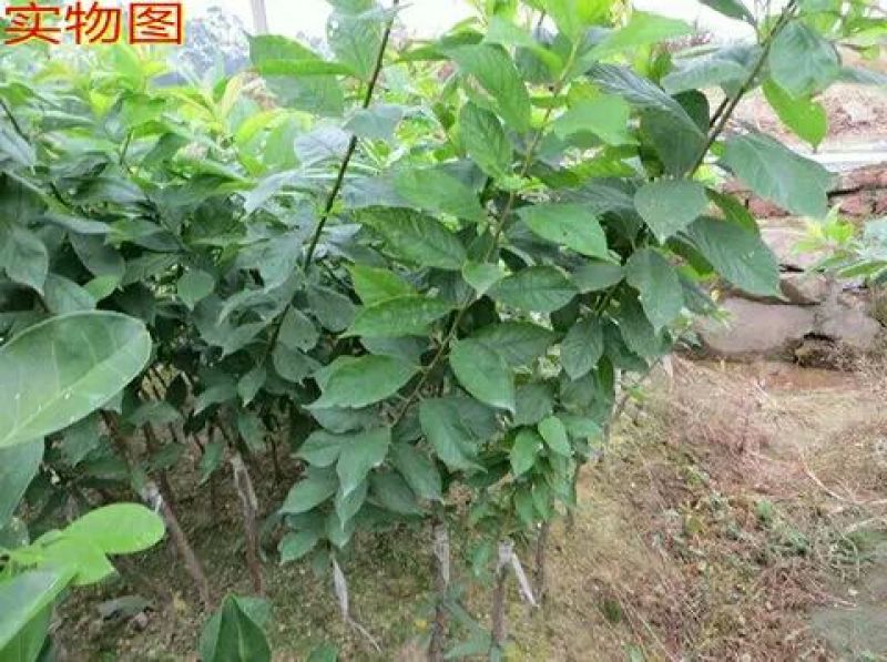 李子树苗50~100cm