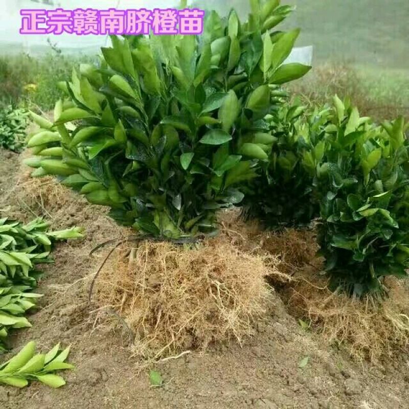 脐橙树苗30~50cm