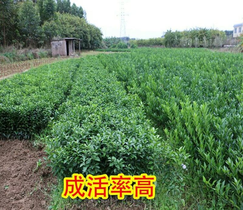 脐橙树苗30~50cm