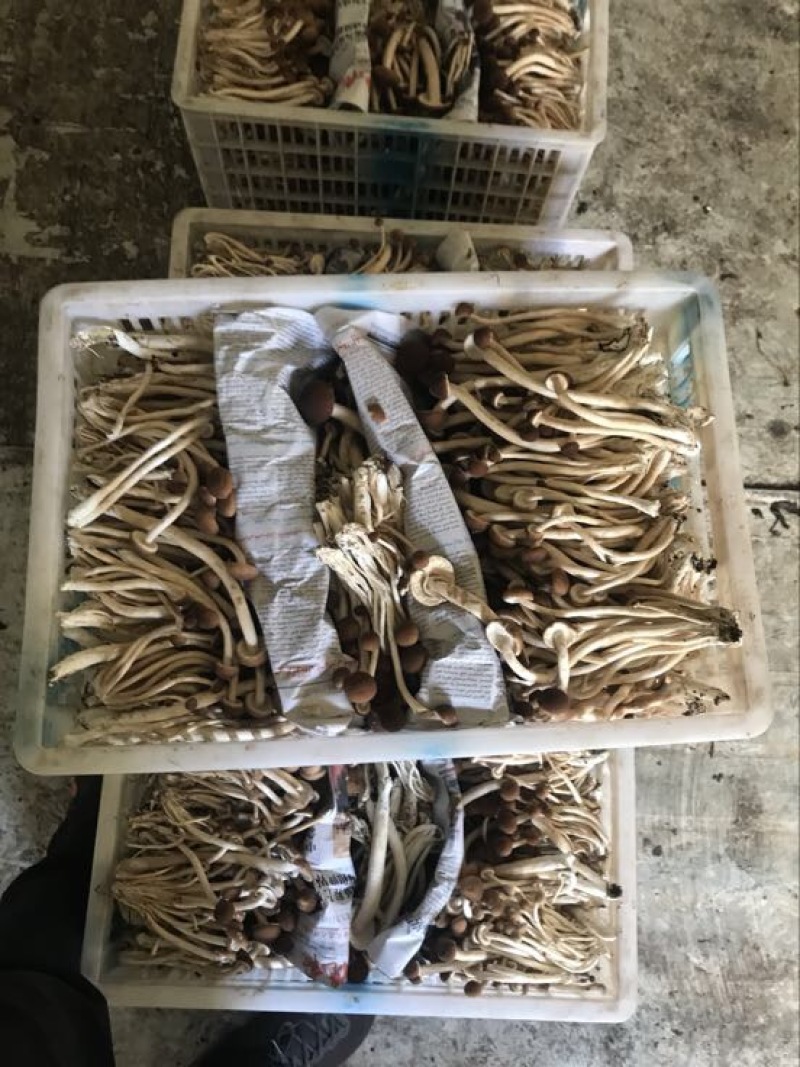 鲜茶树菇