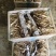 鲜茶树菇