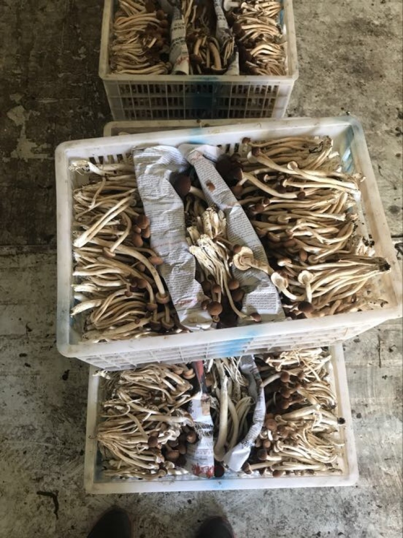 鲜茶树菇