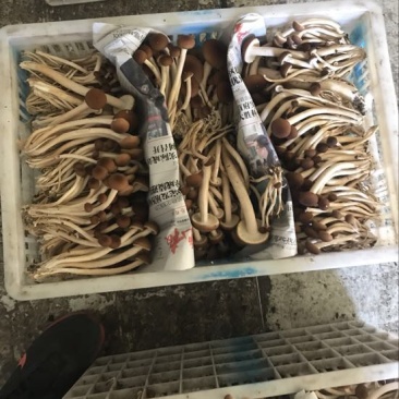 鲜茶树菇