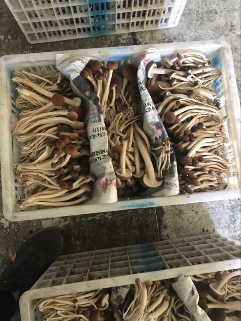 鲜茶树菇