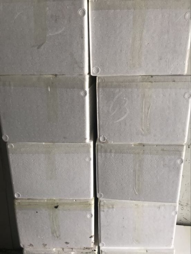 鲜茶树菇