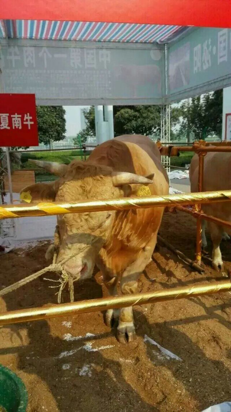夏南牛600~800斤