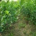 柠檬苗30~50cm