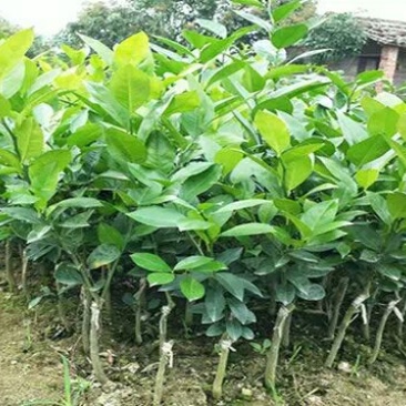 柠檬苗30~50cm