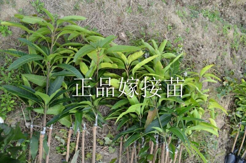 芒果苗1~1.5m