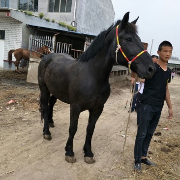 矮马100~200kg