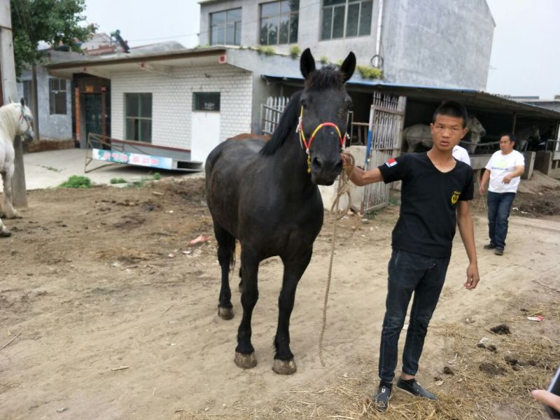 矮马100~200kg