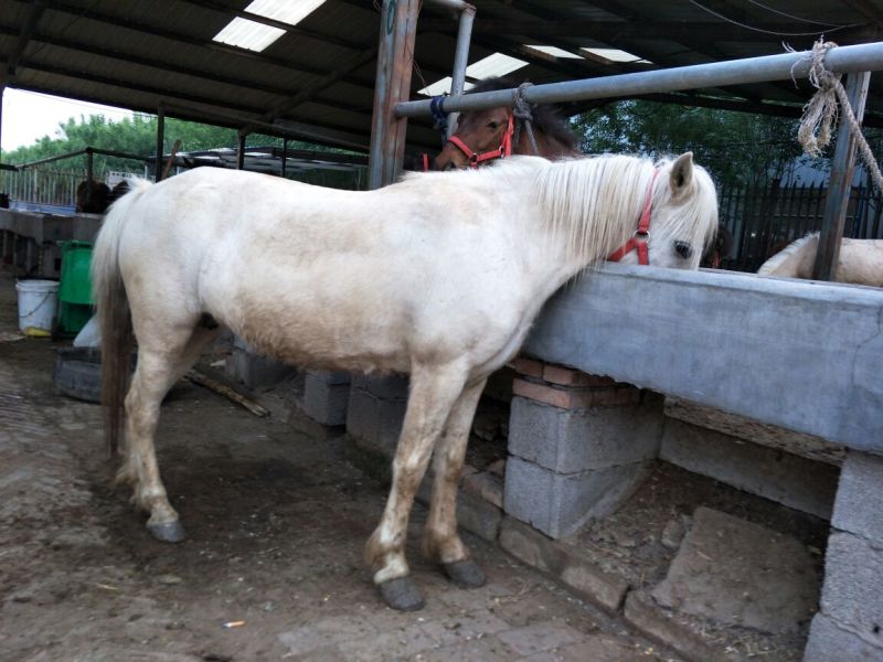 矮马300~400kg