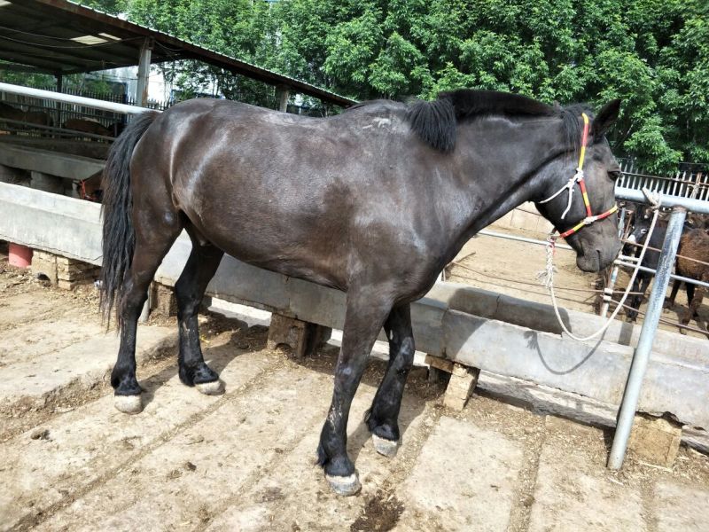 矮马300~400kg