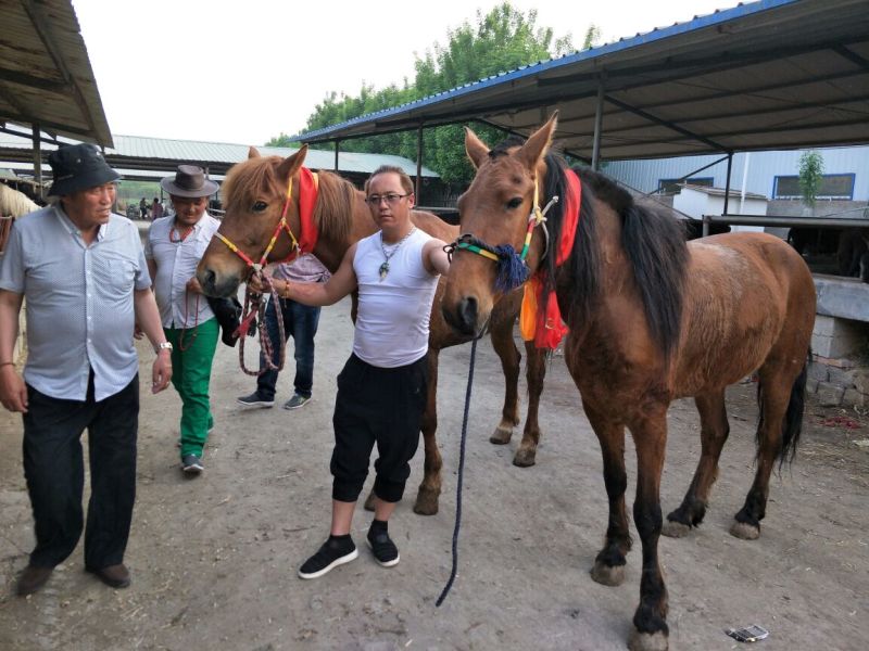 矮马300~400kg