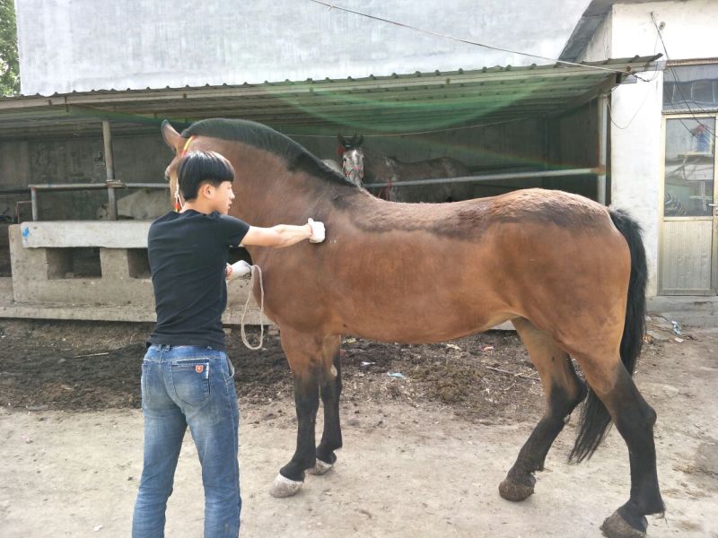 矮马300~400kg