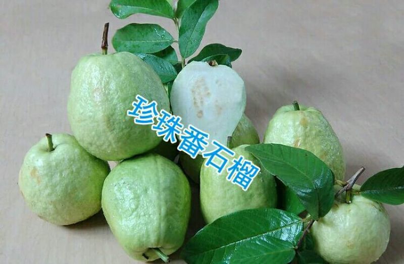 珍珠番石榴嫁接苗30~50cm