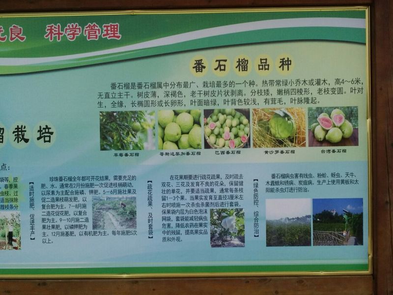 珍珠番石榴嫁接苗30~50cm