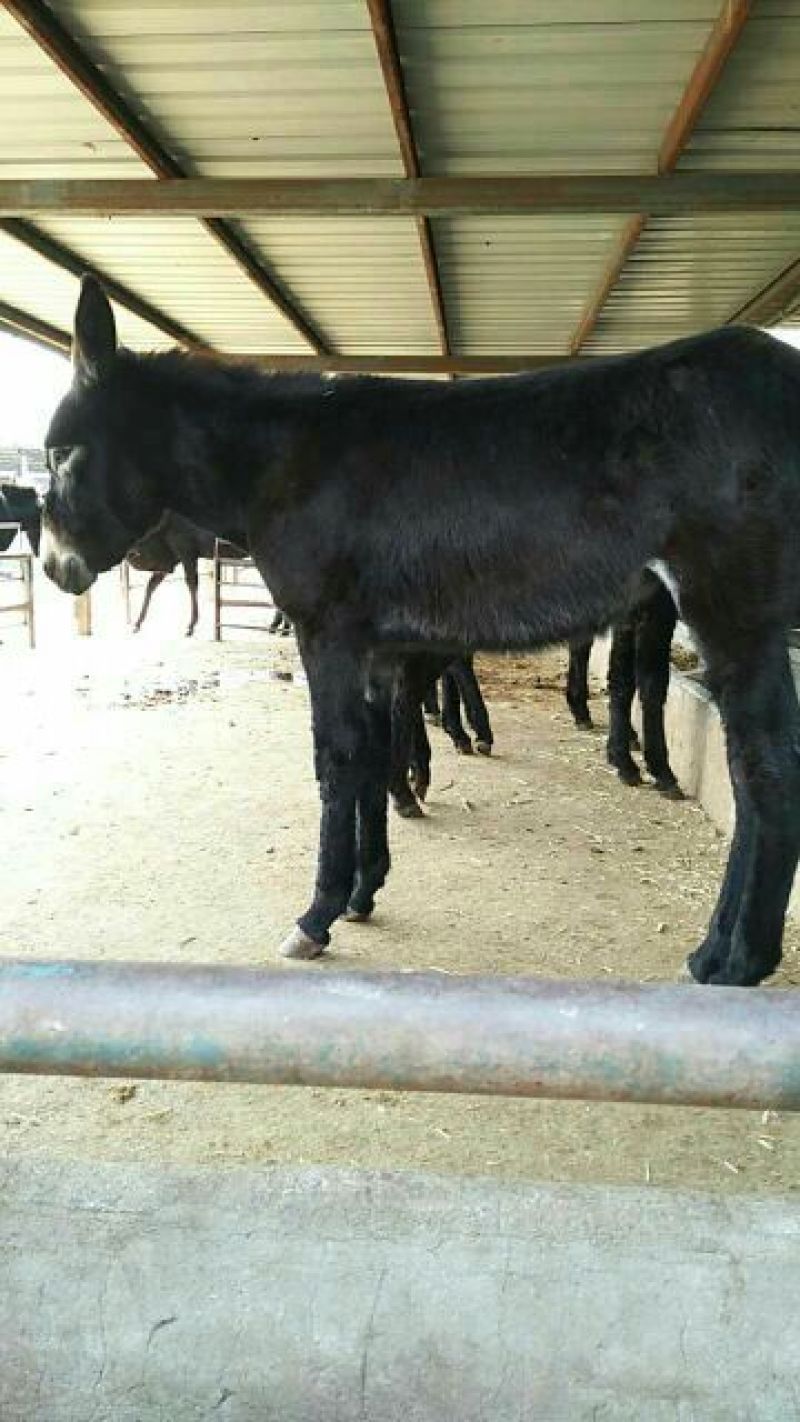 蒙古马400~500kg