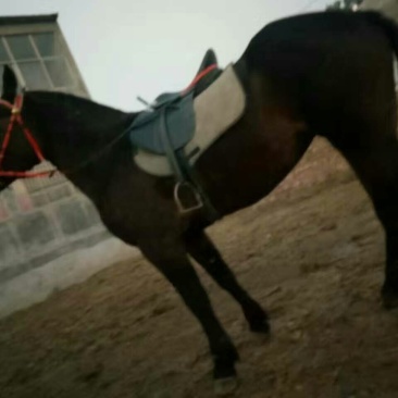 蒙古马400~500kg