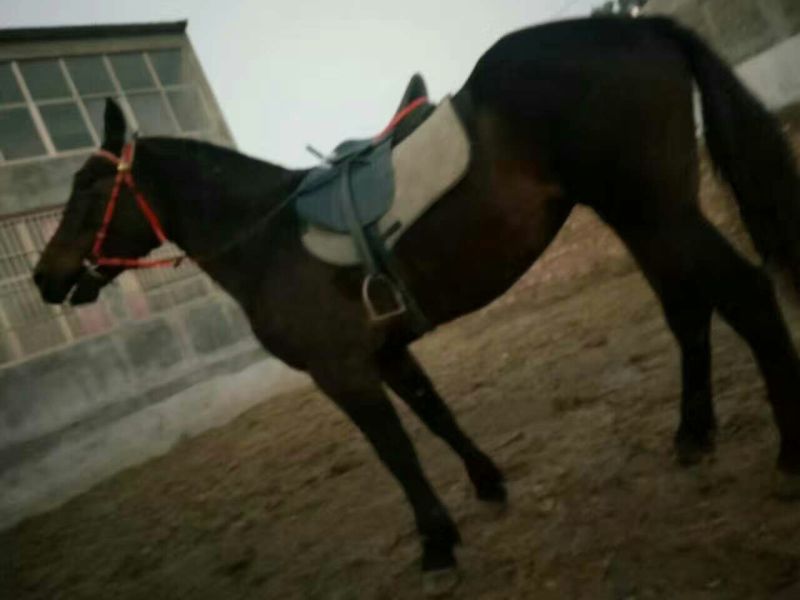 蒙古马400~500kg