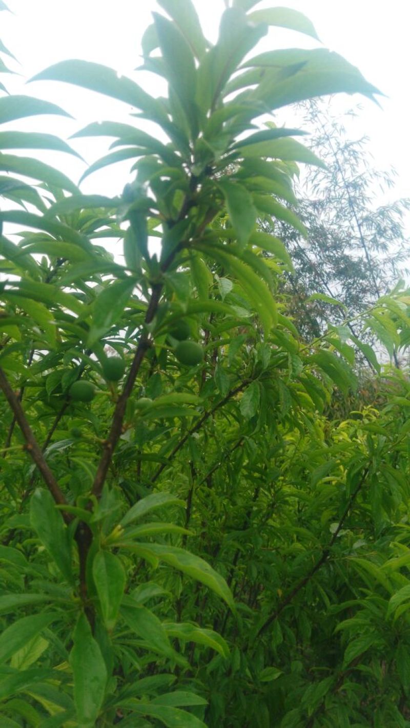 脆红李子树苗50~100cm