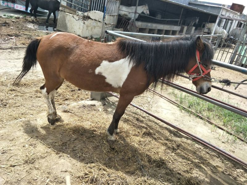 伊犁马400~500kg