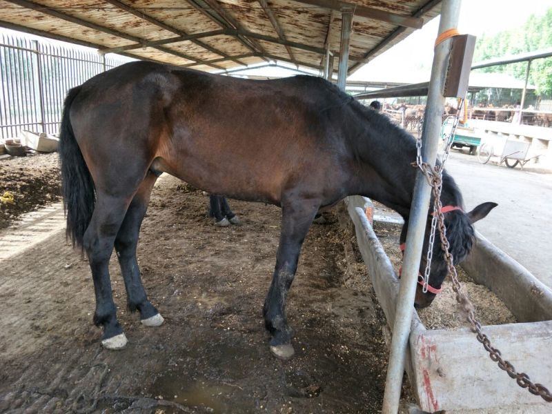 伊犁马400~500kg
