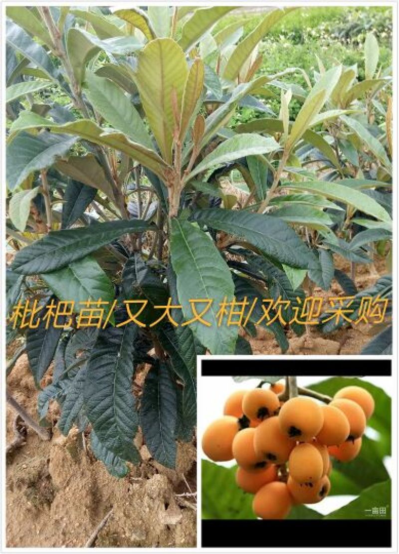 枇杷树苗51~80cm