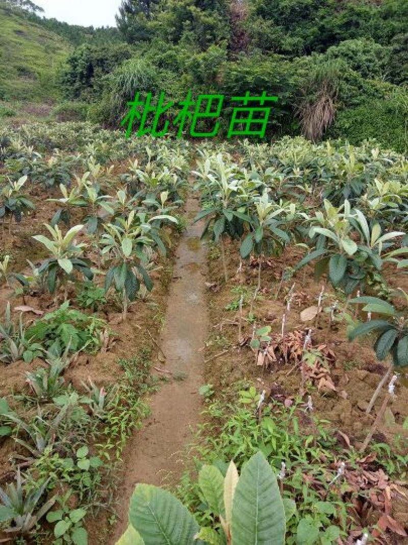 枇杷树苗51~80cm