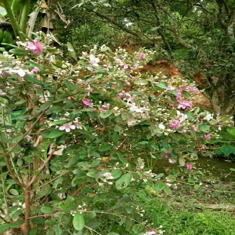 桃金娘0.5~1m，又名野棯