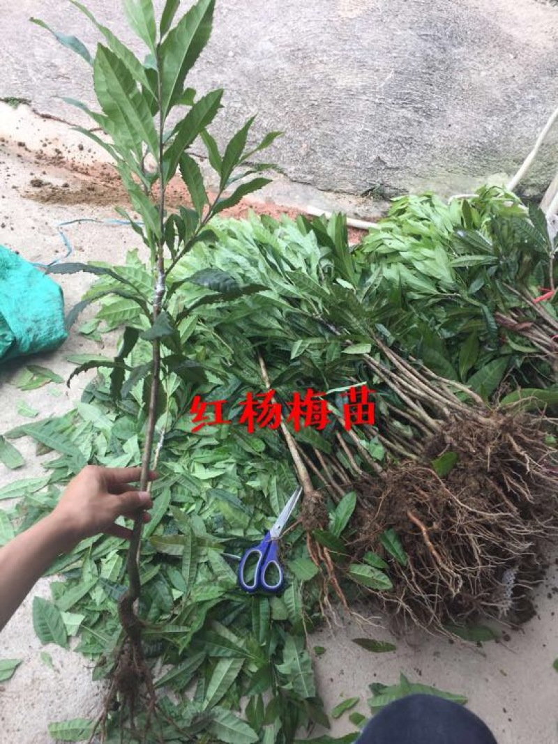 红杨梅树苗嫁接苗种植两年挂果产量高0.5～1米