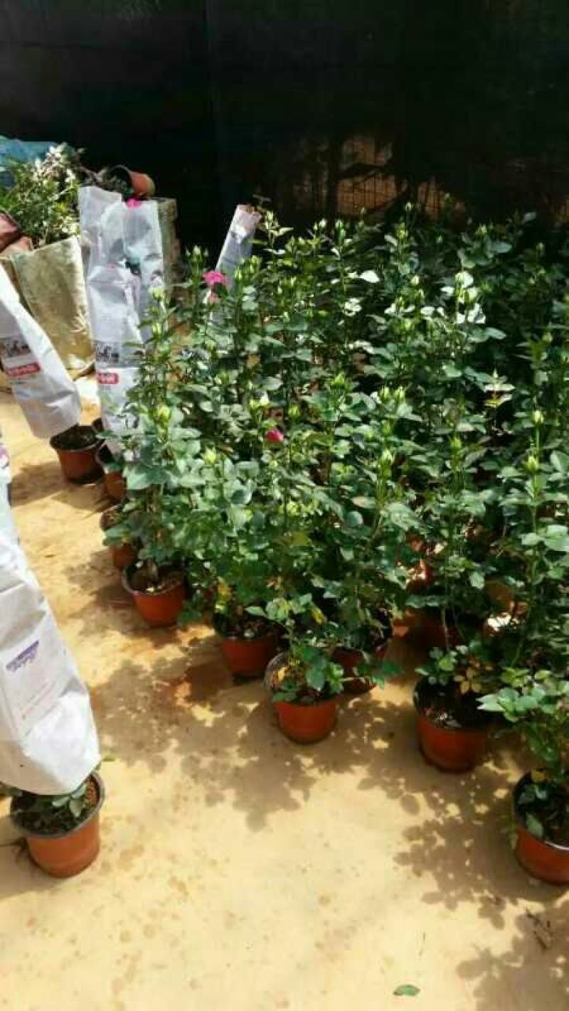 玫瑰盆花带盆栽好