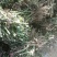 玫瑰盆花带盆栽好
