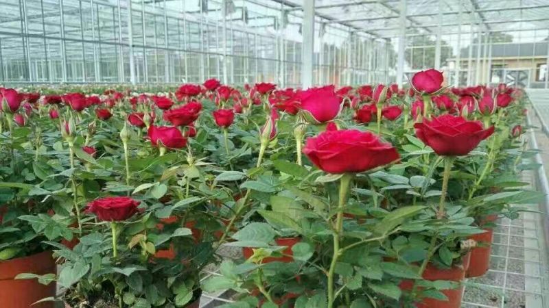 玫瑰盆花带盆栽好