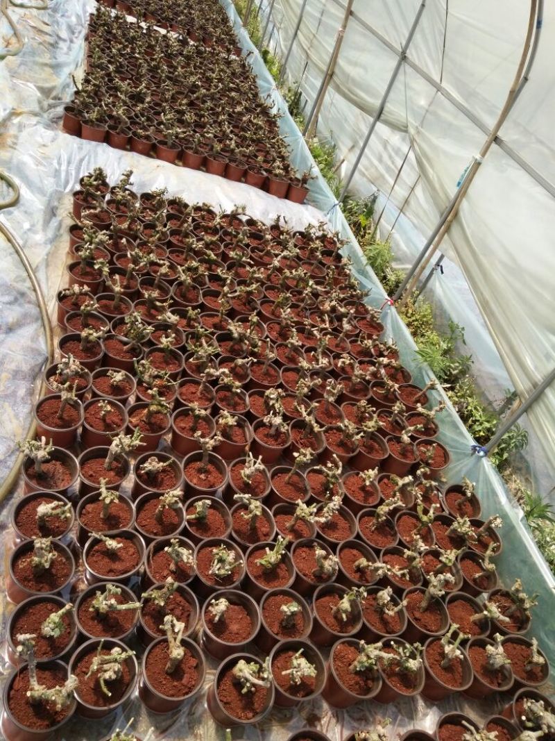 玫瑰盆花带盆栽好