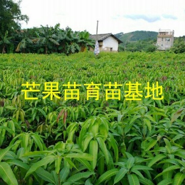 芒果苗1m以下