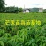 芒果苗1m以下