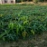 芒果苗1m以下