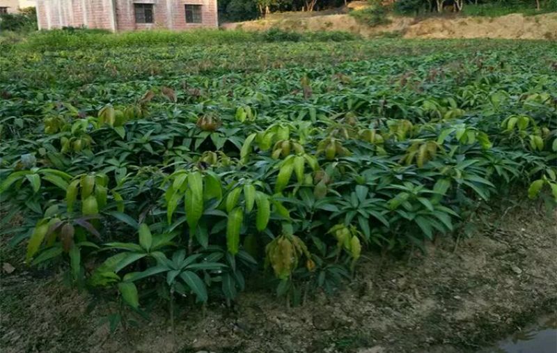 芒果苗1m以下
