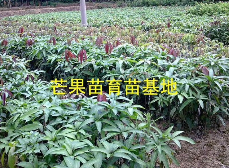 芒果苗1m以下