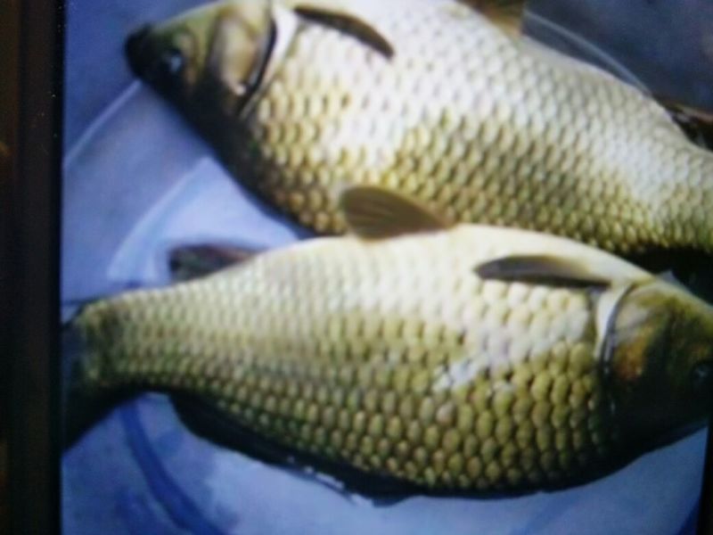 黄金鲫饲料