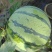 8424西瓜6斤打底8成熟1茬
